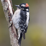 Downy Woodpecker