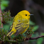 Yellow Warbler