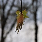sugar maple flower