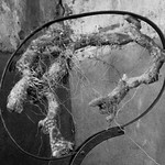 Mat&egrave;ria grisa (Gray matter)