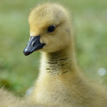 Canadian gosling