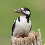 'The peanut thief&rsquo;