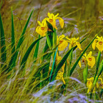 LE PRINTEMPS, LA FARANDOLE DES COULEURS !