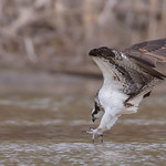 Osprey Strike