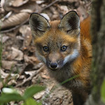 Young Red Fox Kit_5008403-T