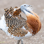 Fabulous bird #Great Bustard 😊