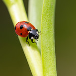 7-SPOT LADYBIRD