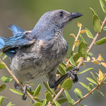 Florida Scrub Jay