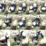 Mei (Being a mom requires a lot of patience.) Qíjī (Try being a cub...) Mei (You poop me out son.) Qíjī (I'm pooped too.) 2021-05-14 at 11.11.31&ndash;11.18.14 AM & 12.06.06 & 12.54.40 PM