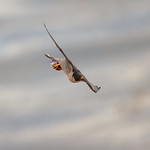 Xena the bread winner