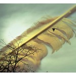 Alg&uacute;n d&iacute;a regalar&aacute;s plumas a quienes no creyeron en tu vuelo.