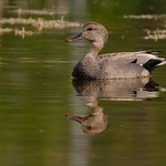 1.00350 Canard chipeau (m&acirc;le) / Mareca strepera strepera / Gadwall / &Aacute;nade friso