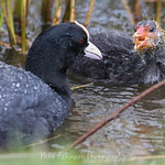 Mum...I'm Still Hungry!