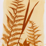 Anthotype Photogram