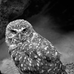Burrowing owl