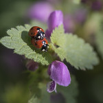 Y'a d'la joie ***--+----&deg;