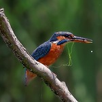 Not forgetting one of my five a day with my dinner