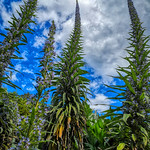 Echium forest