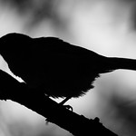 Sparrow Silhouette