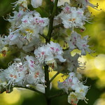 Horse Chestnut Blossom