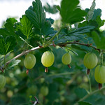 gooseberry