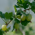 gooseberry