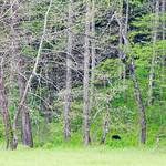 Springtime in black bear country