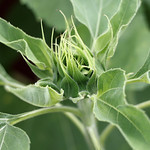 nascent_sunflower_R5-0614