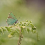 Yet another Green Hairstreak
