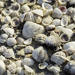Seashells