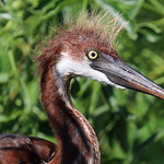 Tricolored Heron