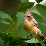 Northern Cardinal