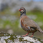 Perdiz / Perdiz roja / Red-legged partridge