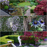 the back garden/yard