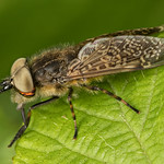 Horse-fly (Genus Haematopota)