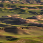 Rolling Hills Of The Palouse