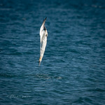 Northern Gannet