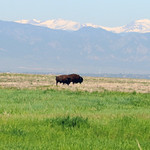 "...where the buffalo roam..."