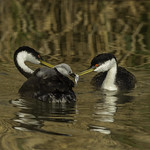 Dinner Time - Western Grebe