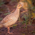 Grey Francolin