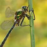 Brilliant Emerald Somatochlora metallica
