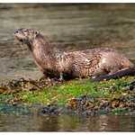 river otter