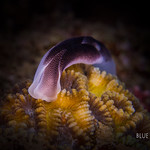 Lovely Headshield Slug