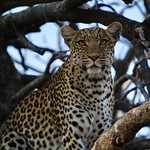 BOTSWANA - Chobe National Park