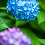 hydrangea