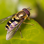 Hoverfly 3