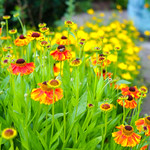Summer Flowers @ Sissinghurst Kent