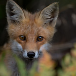 Young Red Fox