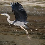 1.02044 Grand H&eacute;ron / Ardea herodias herodias / Great Blue Heron