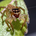 Jumping spider _MG_4662